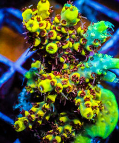 Desert Coral Ranch WWC Afterparty WYSIWYG Acropora Frag