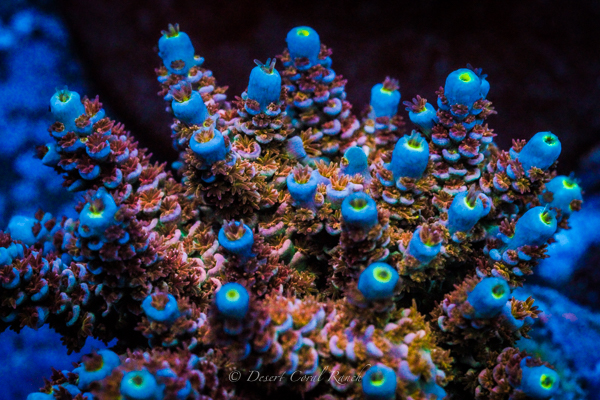 Desert Coral Ranch DCR Ballbuster WYSIWYG Rainbow Tenuis Acropora Frag