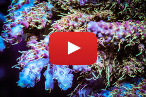 DCR Acropolis Muppets Acropora Youtube Video