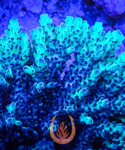 DCR UC Gatorade Acropora Aquacultured Coral