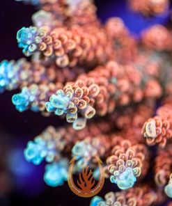 TSA Bill Murray Acropora Coral