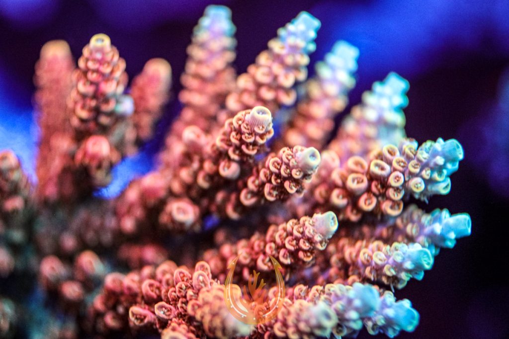 SHOP ALL CUT TO ORDER