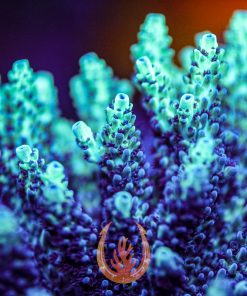UC Gatorade aquacultured acropora coral