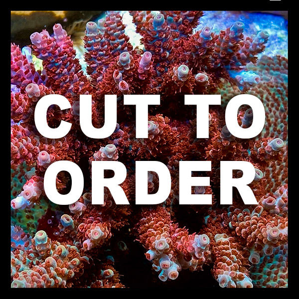 DCR Cut To Order Corals