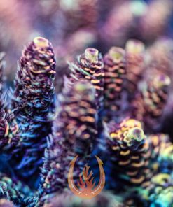 DCR Phantom Flare Acropora Millepora Aquacultured Rainbow Coral