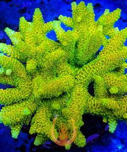 DCR Solar Venom Acropora Millepora Aquacultured Coral