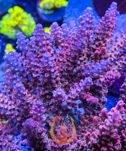 DCR Tyree Pinky The Bear Acropora Aquacultured Coral