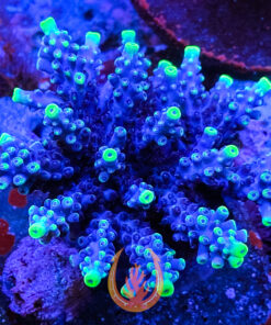 DCR RTE66 Blue Monster Acropora Aquacultured Coral