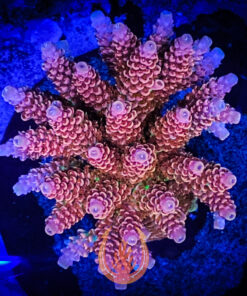 DCR TSA Fruity Pebbles Acropora Aquacultured Coral