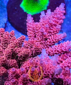 DCR Red One Acropora Aquacultured Coral