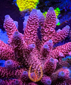 DCR Velvet Reaper Acropora Millepora Aquacultured Coral