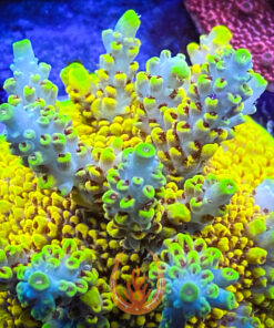 DCR RR Pink Floyd Acropora Aquacultured Coral