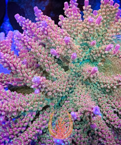 DCR Desert Devil Acropora Aquacultured Coral