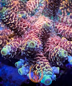 DCR Phantom Flare Acropora Millepora Aquacultured Rainbow Coral