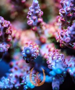 DCR Confatster Acropora Coral