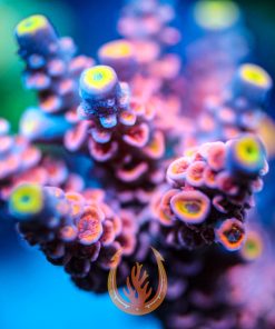 DCR Mama Mia Acropora Coral