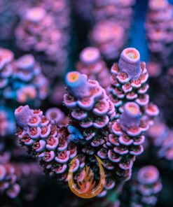 DCR Neptunes Bride Acropora Coral