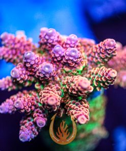 TSA Princess Peach Acropora Coral
