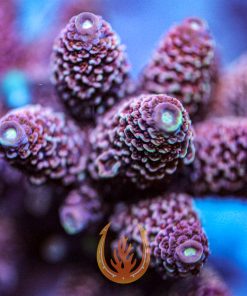 DCR Schroedinger aquacultured acropora coral